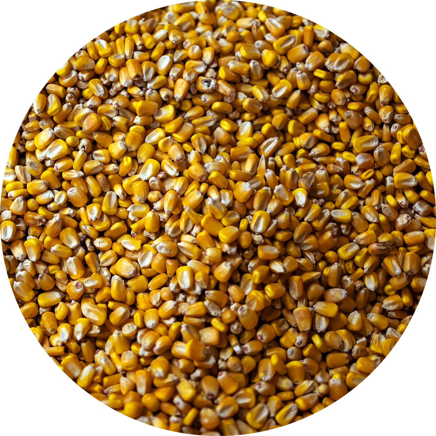 High Quality Corn